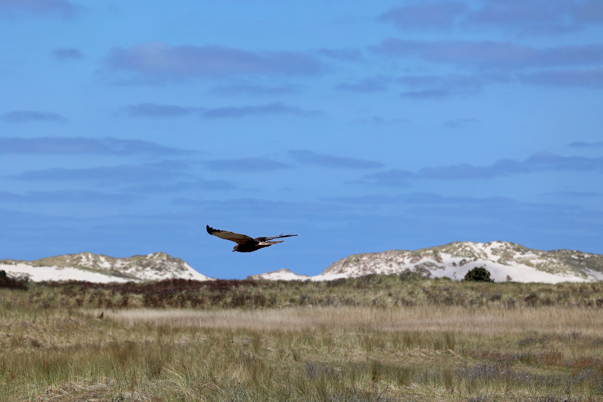Bruine kiekendief glijdt laag over de duinen van de Boschplaat, Terschelling